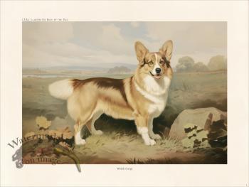 CFA Dog Welsh Corgi 01